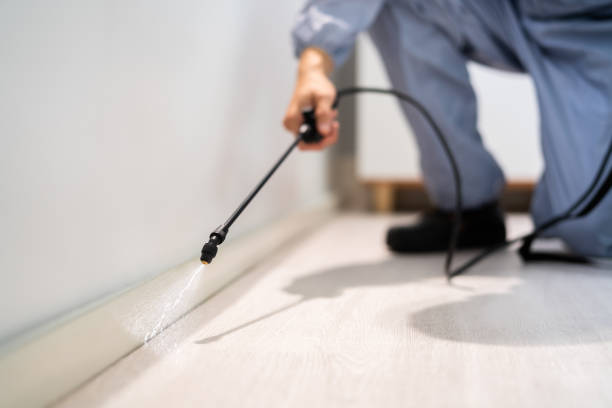 Licensed Wasp Removal service in Lewisburg, OH - Show Me Pest Control